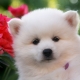 Japanese spitz: description ng lahi, mga pagpipilian sa kulay at mga alituntunin ng pangangalaga