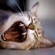 Cat teeth: number, structure and care
