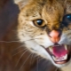 Aggression in cats and cats: the main causes and ways to solve the problem