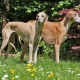 Azawak: Dog Breed Description, Temperament and Care Basics
