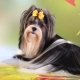 Biver-Yorkshire Terrier: how it looks and how to contain it?