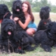 Black Terrier: breed description and secrets of content