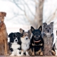 How can I determine the breed of dogs?