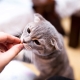 How can I tame a cat?