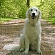 How to teach a dog team to sit?