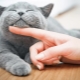 How to care for a kitten and an adult cat?