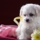 What nicknames can be given to white dogs?