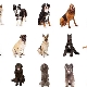 Which dog is better to have in the apartment and private house?
