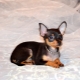 Pocket dogs: features and popular breeds