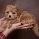 Maltipu: all about dog breed