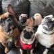 Pug and French Bulldog: whom to choose?