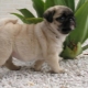Care and maintenance of a pug