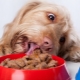 Premium Wet Dog Food