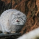 Evil cats: the breed and the manifestation of their aggression